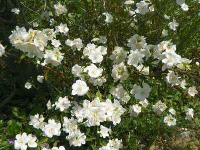 philadelphus Innocence