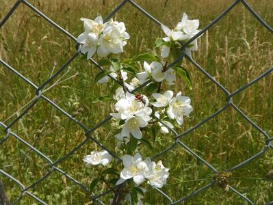 philadelphus Innocence