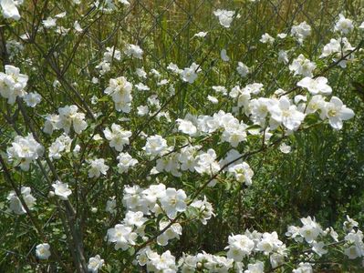 philadelphus Innocence