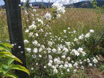 philadelphus Innocence