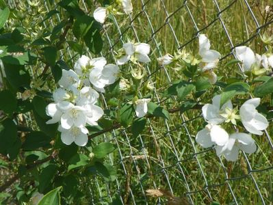 philadelphus Virginal