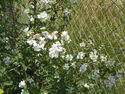 philadelphus Karolinka