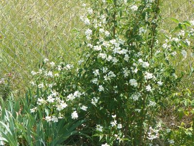 philadelphus Karolinka