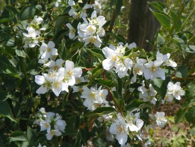 philadelphus Karolinka