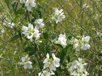 philadelphus Karolinka