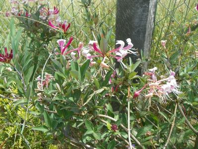 lonicera Serotina