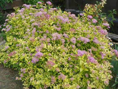 spiraea Gold Mound