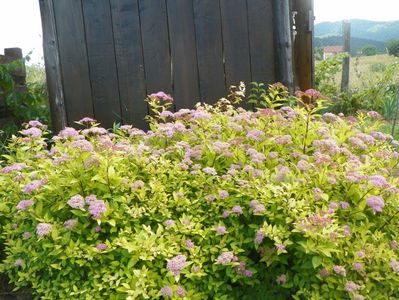 spiraea Gold Mound