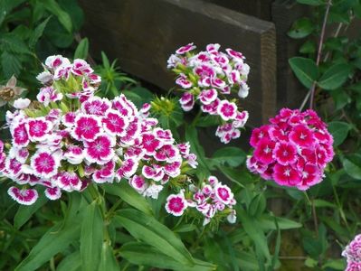 dianthus barbatus