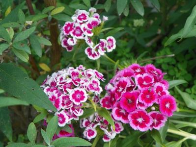 dianthus barbatus