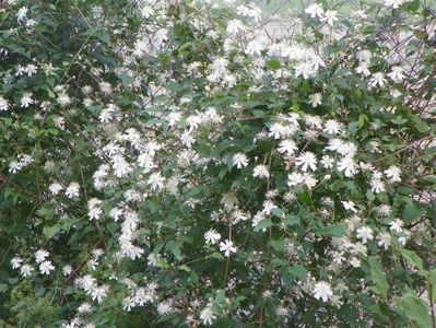 Clematis Summer Snow