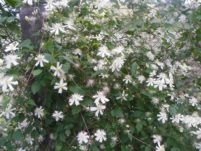 Clematis Summer Snow