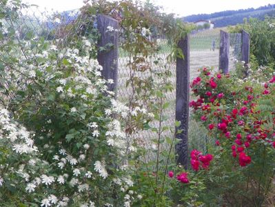 Clematis Summer Snow si Blaze Superior