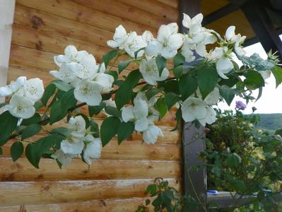 philadelphus Snowbelle