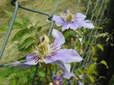 clematis Justa