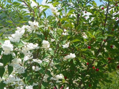 deutzia Codsall Pink