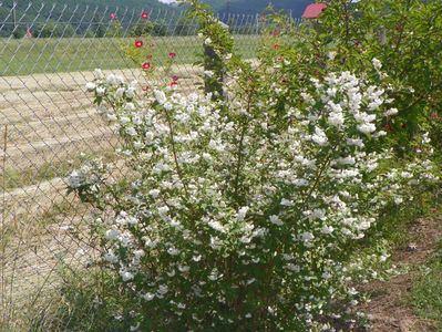 deutzia Codsall Pink