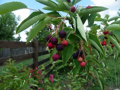 amelanchier lamarckii