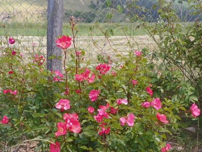 Douceur Normande