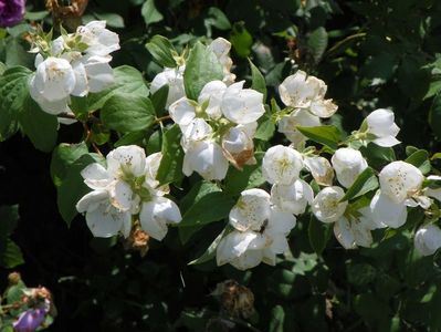 philadelphus Schneesturm