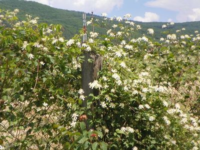 Clematis Summer Snow