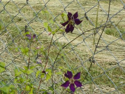 clematis Mikelite