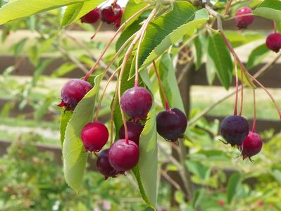 amelanchier lamarckii