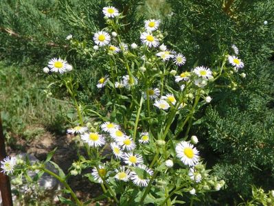 erigeron annuus