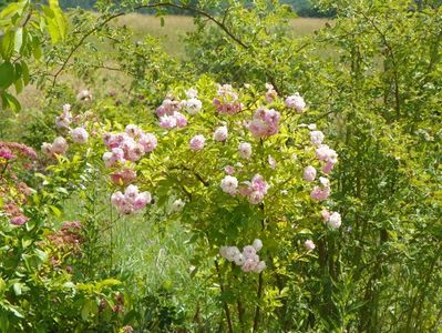 Pink Ghislaine de Feligonde