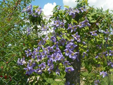 clematis Prince Charles