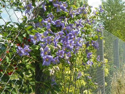 clematis Prince Charles