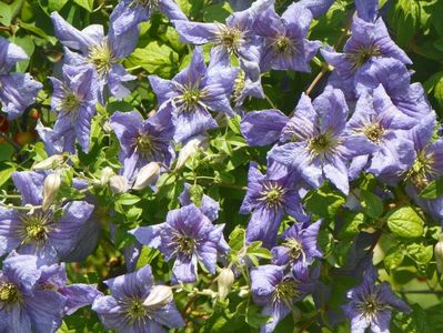 clematis Prince Charles