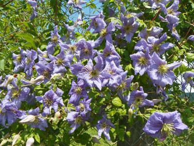 clematis Prince Charles