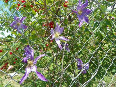 clematis Solina