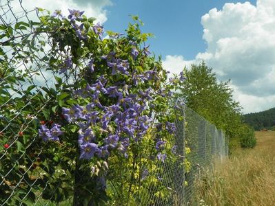 clematis Prince Charles