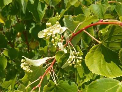 tilia Winter Orange