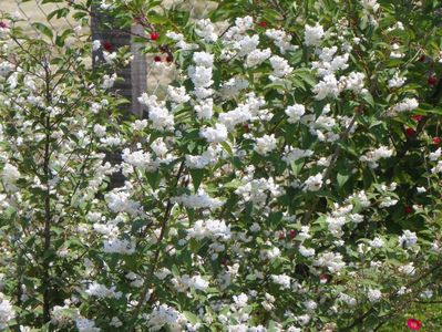 deutzia Codsall Pink