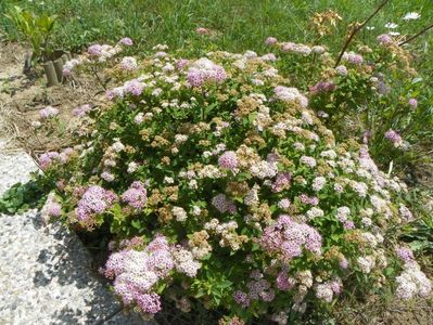 spiraea Little Princess