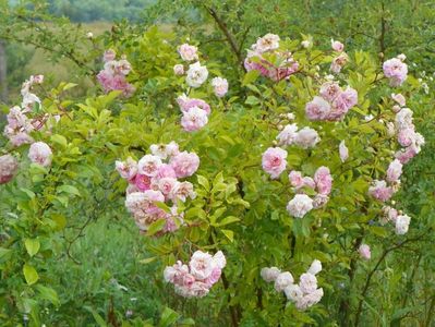 Pink Ghislaine de Feligonde