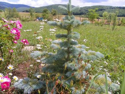 abies lasiocarpa arizonica