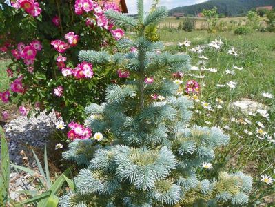 abies lasiocarpa arizonica