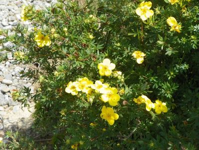 potentilla fruticosa Goldfinger