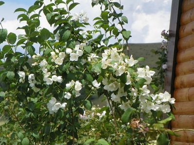 philadelphus Snowbelle