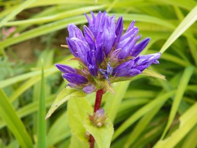 campanula glomerata