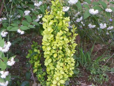 berberis Maria