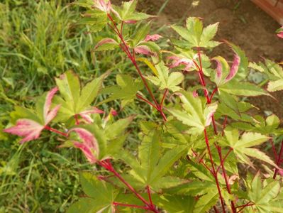 acer palmatum Asahi Zuru