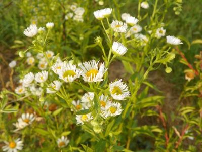 erigeron annuus