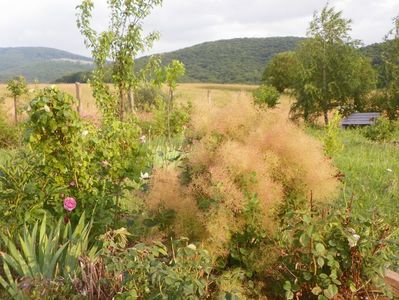 cotinus coggyria Young lady