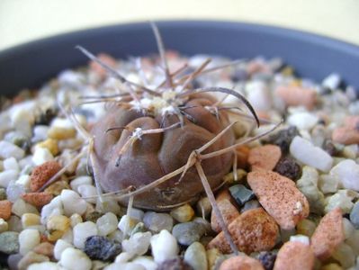 Gymnocalycium spegazzinii v. sarkae, KP54 San Felipe, AG