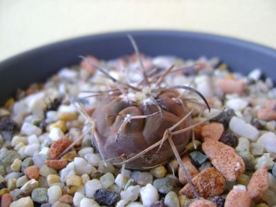 Gymnocalycium spegazzinii v. sarkae, KP54 San Felipe, AG